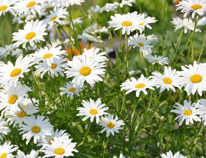 Close up of a vibrant Shasta Daisy Gardenfrontier A close up of a vibrant white Shasta Daisy with a bright yellow center
