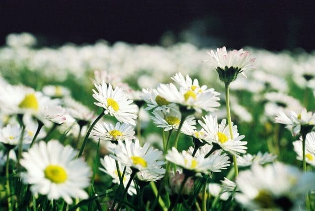 A beautiful patch of white Daisy Flowers Gardenfrontier A close up of classic white daisies with bright yellow centers blooming in a garden