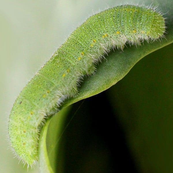 A velvety green cabbage worm eating a cabbage leaf