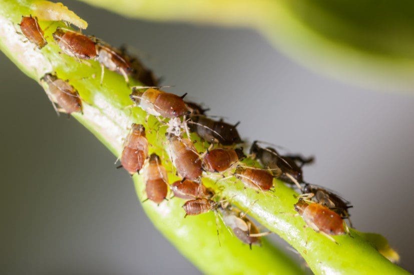Various common Garden Pests on a leaf Gardenfrontier A close up of a green leaf damaged by common garden pests