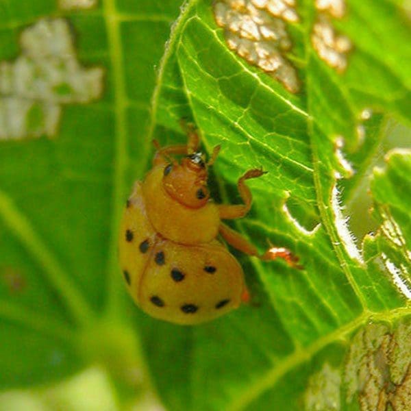 A Mexican bean beetle on a damaged bean leaf