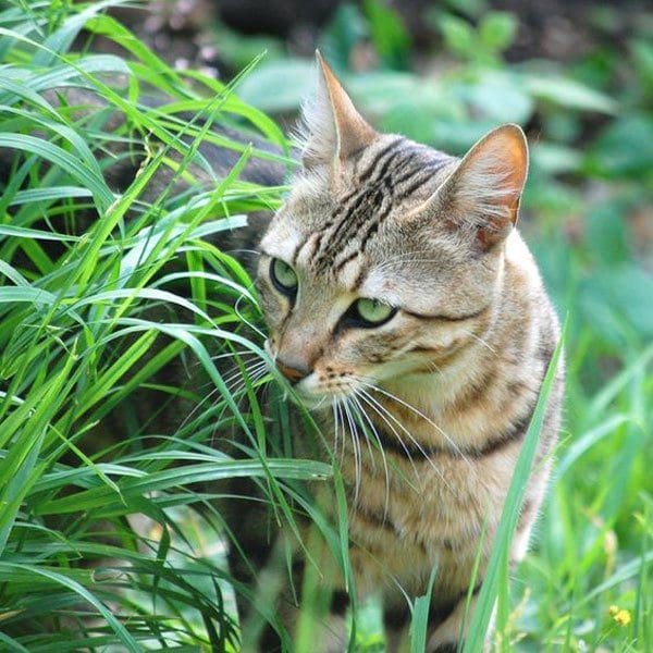 A cat sitting near a garden bed