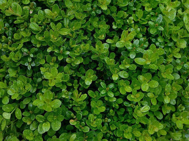 A healthy perfectly shaped Buxus plant Gardenfrontier A perfectly manicured bright green Buxus boxwood shrub in a garden