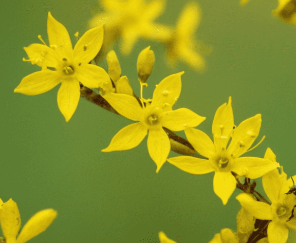 Aphids on Forsythia Gardenfrontier Aphids on Forsythia