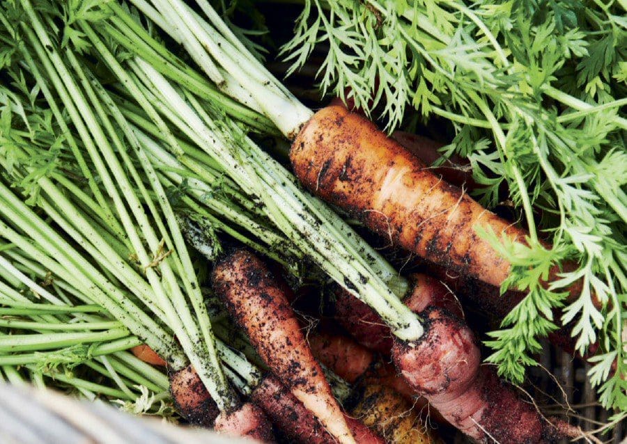 Are Carrots Good For Your Eyes Gardenfrontier Are Carrots Good For Your Eyes