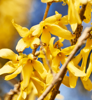 Brown Leaf Tips on Forsythia Gardenfrontier Brown Leaf Tips on Forsythia