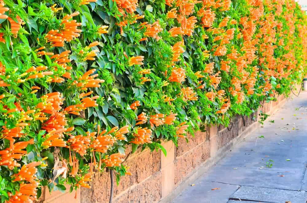 Climbers Plants Gardenfrontier Climbers Plants