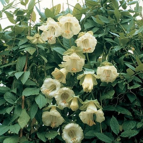 Cobaea scandens alba Gardenfrontier Cobaea scandens alba