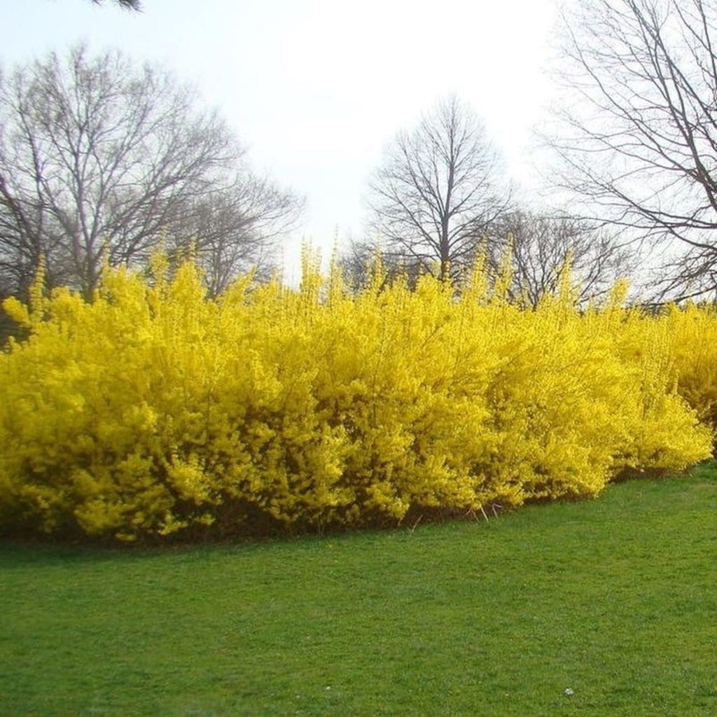 Forsythia Gardenfrontier Forsythia