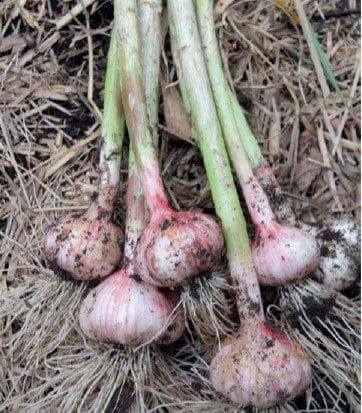 Harvested Garlic Bulbs Gardenfrontier Harvested Garlic Bulbs