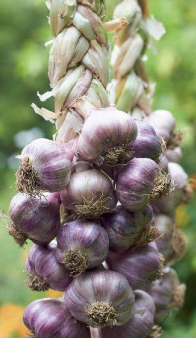 Homegrown Garlic Gardenfrontier Homegrown Garlic