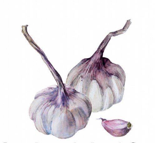 Homegrown Garlic Gardenfrontier Homegrown Garlic