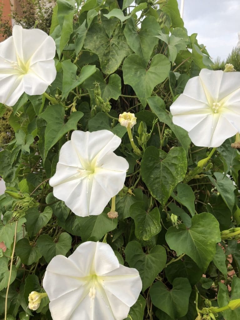Ipomoea alba Gardenfrontier Ipomoea alba