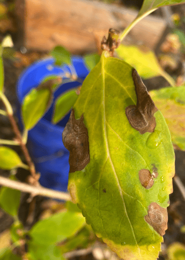 Leaf Spot on Forsythia Gardenfrontier Leaf Spot on Forsythia