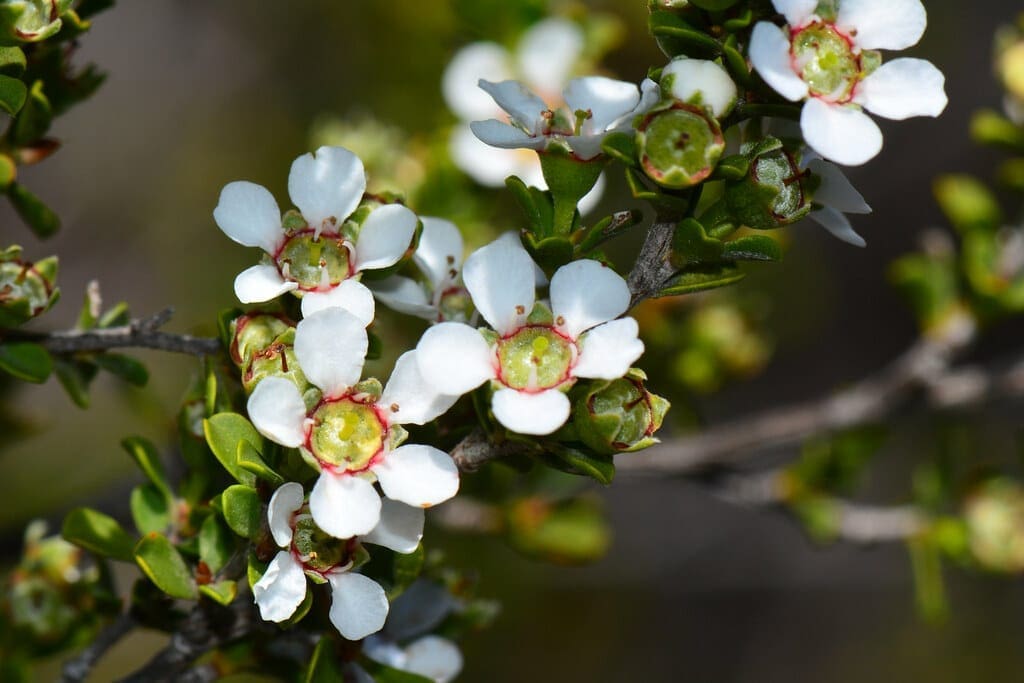 Leptospermum erubescens Gardenfrontier Leptospermum erubescens