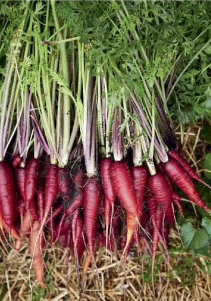 Purple Dragon Carrot Gardenfrontier Purple Dragon Carrot