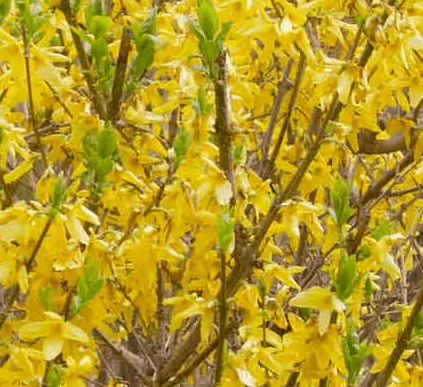 Root Rot forsythia Gardenfrontier Root Rot forsythia