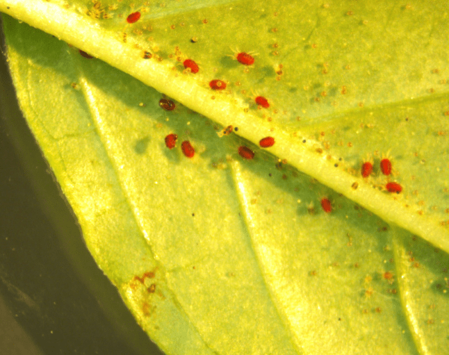 Spider Mites on Forsythia Gardenfrontier Spider Mites on Forsythia