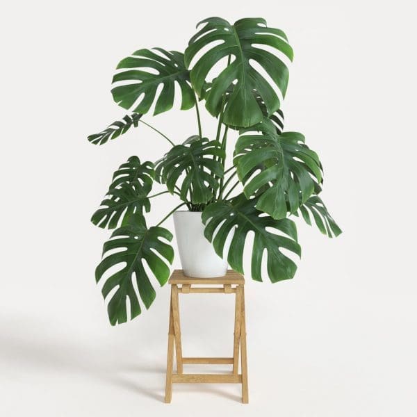 Split Leaf Philodendron Pruning Gardenfrontier Split Leaf Philodendron Pruning