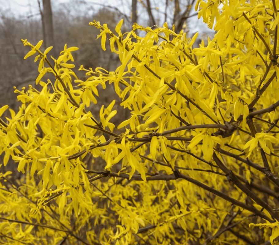 Wilting and Drooping Leaves on Forsythia Gardenfrontier Wilting and Drooping Leaves on Forsythia