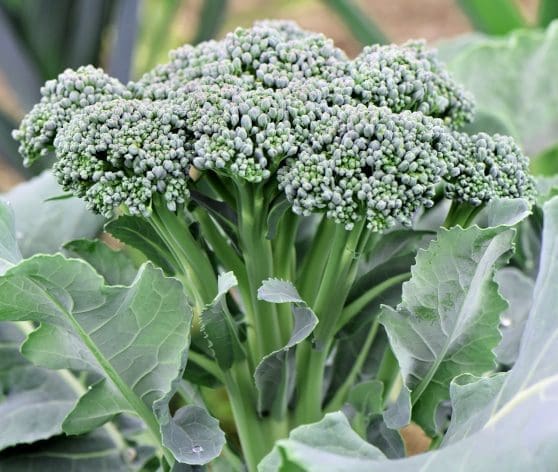 Sprouting Broccoli Gardenfrontier Sprouting Broccoli