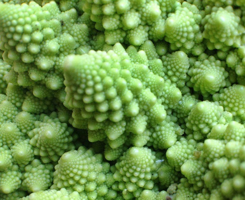 Broccoli Gardenfrontier Broccoli