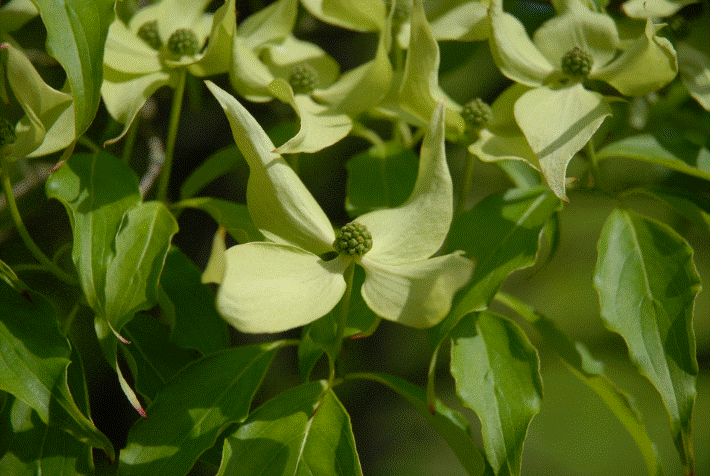 Dogwood Gardenfrontier Dogwood