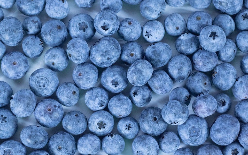 How to freeze blueberries Gardenfrontier How to freeze blueberries