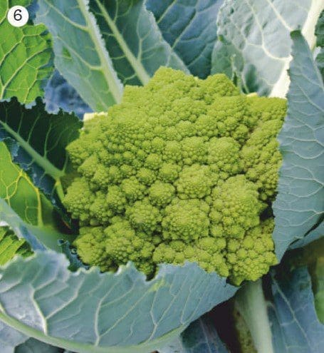 Romanesco broccoli Gardenfrontier Romanesco broccoli