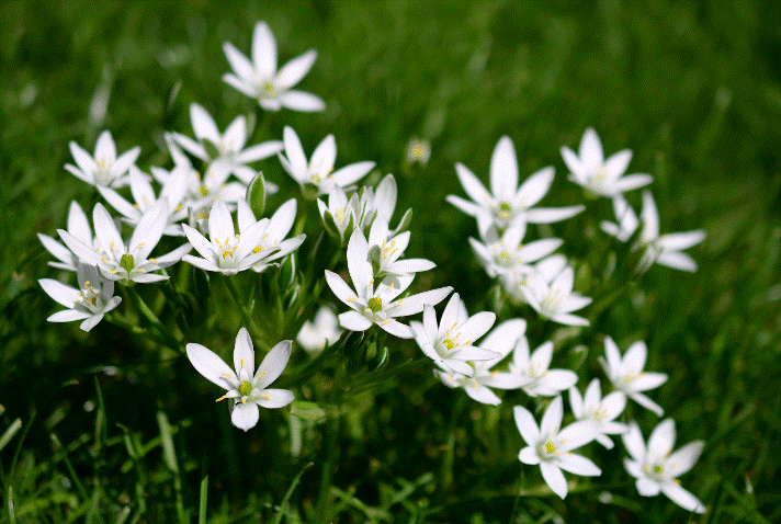 Star of Bethlehem Gardenfrontier Star of Bethlehem