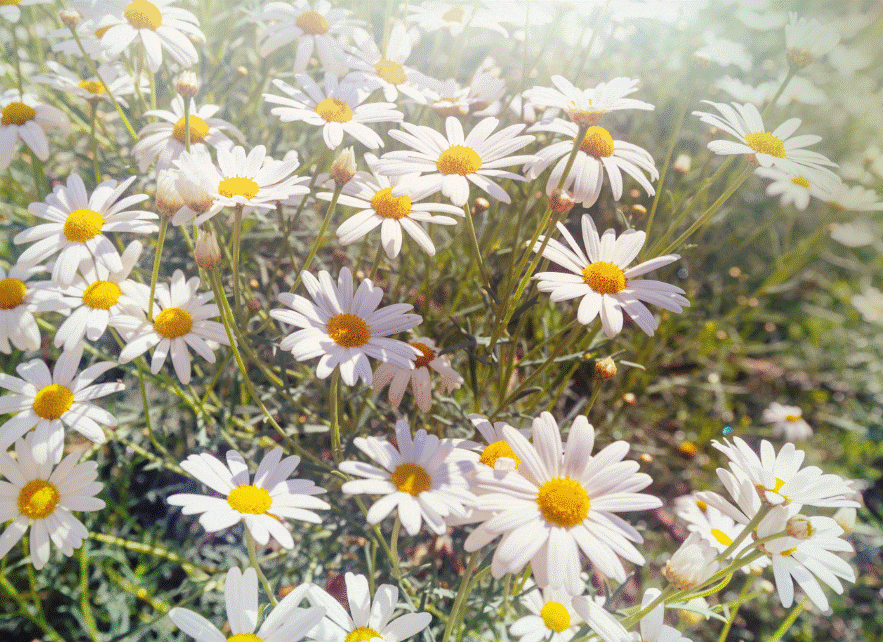 How to Grow Chamomile Gardenfrontier Fresh chamomile flowers blooming in an herb garden with white petals and yellow centers