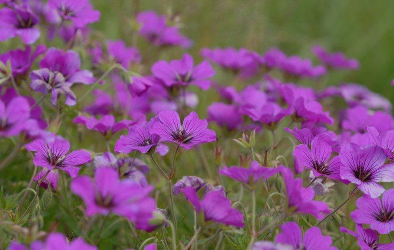 Cranesbill Geraniums Gardenfrontier Cranesbill geraniums blooming with purple flowers in a perennial garden