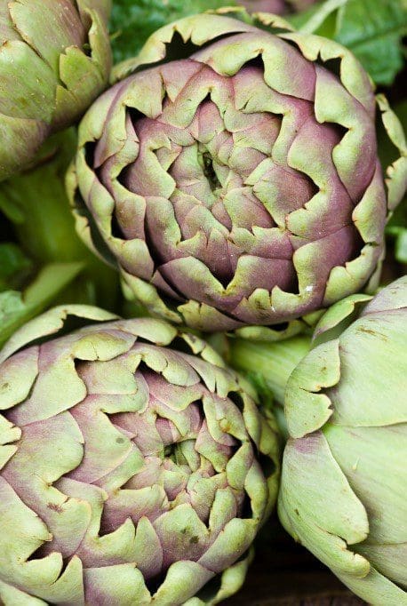 Globe Artichoke Gardenfrontier Globe Artichoke