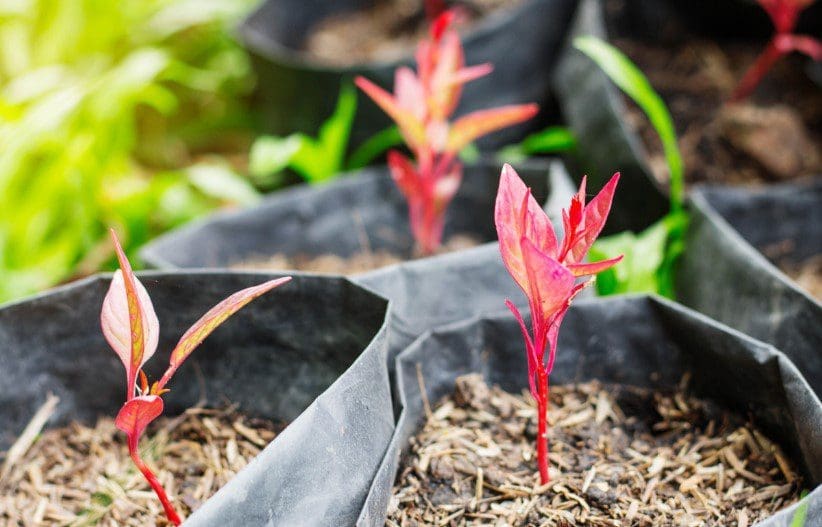Grow Bags Gardenfrontier Grow Bags