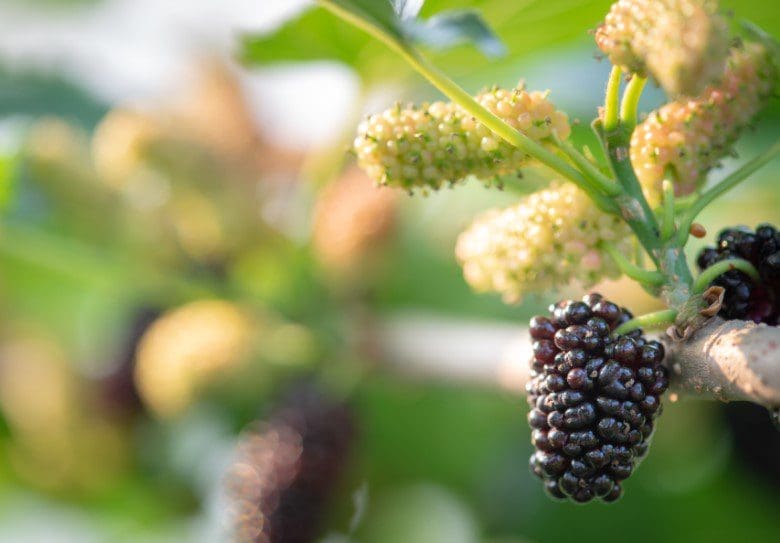 Mulberry Tree Fruit Gardenfrontier A close up of dark ripe black mulberries growing on a lush green branch