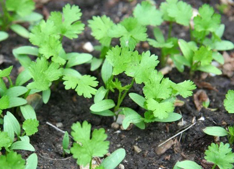 How to Grow Cilantro Gardenfrontier How to Grow Cilantro