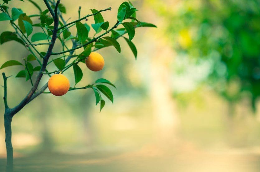 Orange Trees Gardenfrontier Orange Trees
