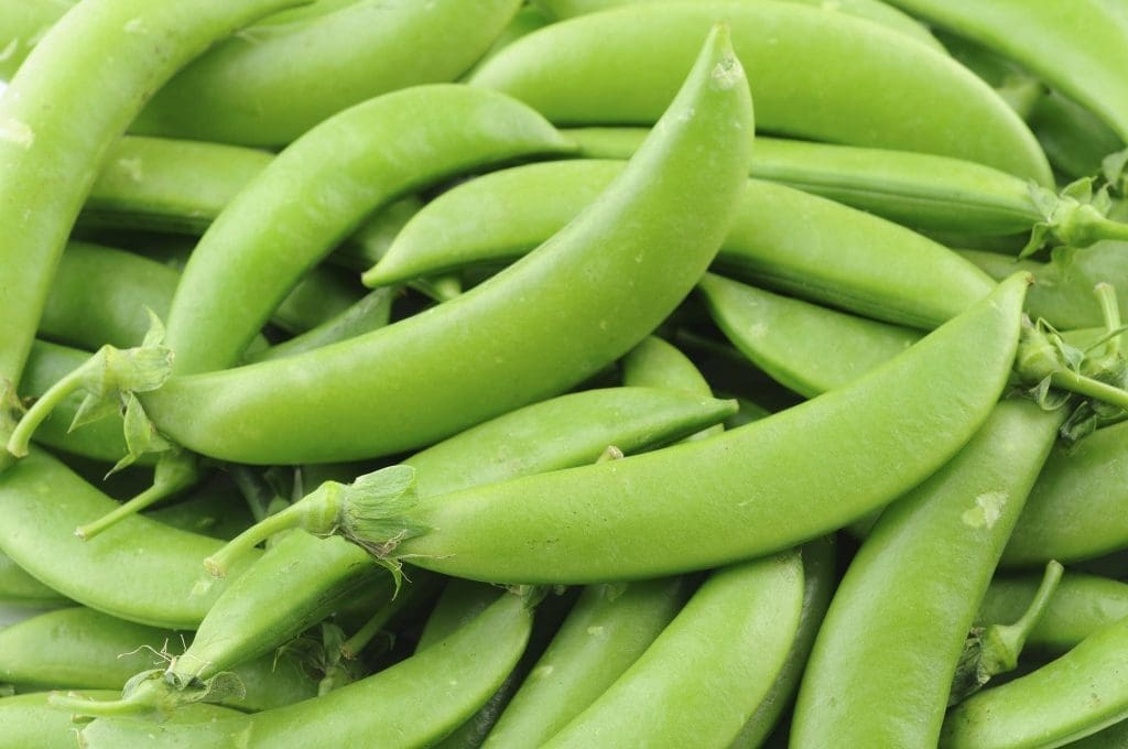 Sugar Snap Peas Gardenfrontier Sugar Snap Peas