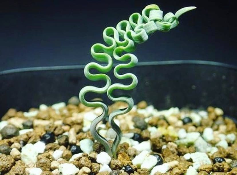 v Gardenfrontier Trachyandra