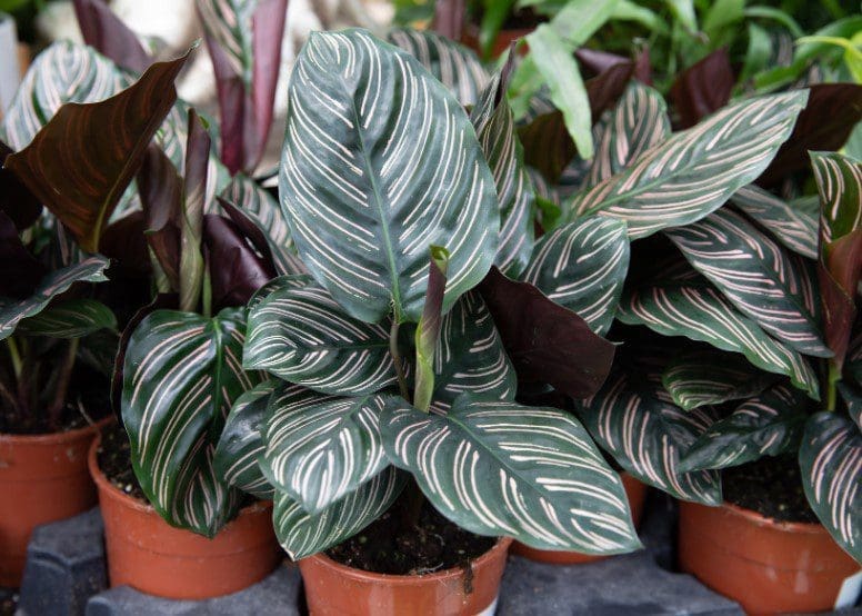 Calathea Ornata Gardenfrontier Calathea Ornata