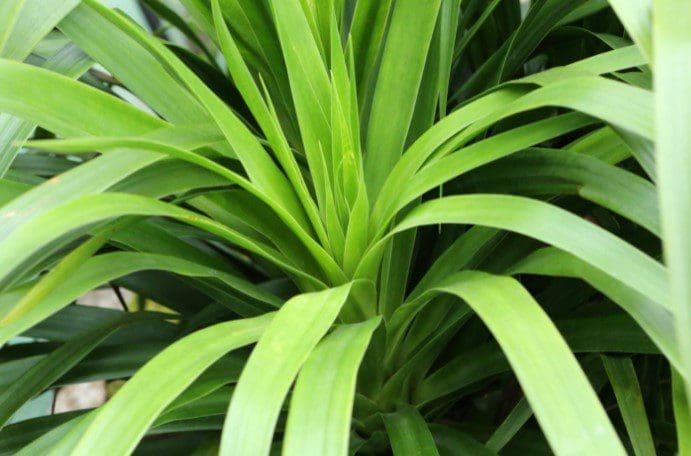 How to Care for a Dracaena Plant Gardenfrontier Healthy Dracaena plant growing indoors in a bright living room