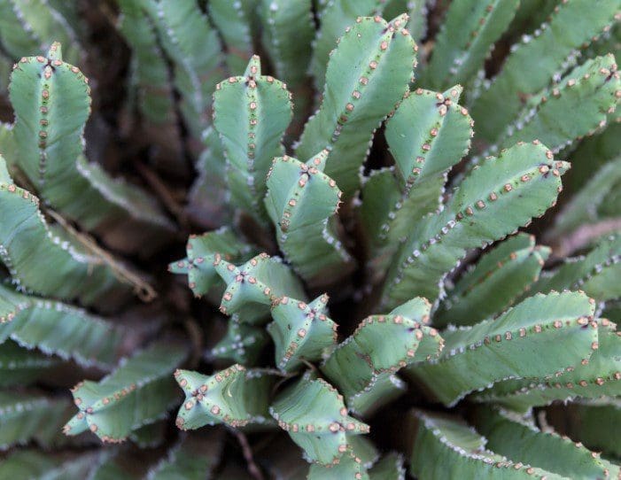 Fairy Castle Cactus Gardenfrontier Fairy Castle Cactus