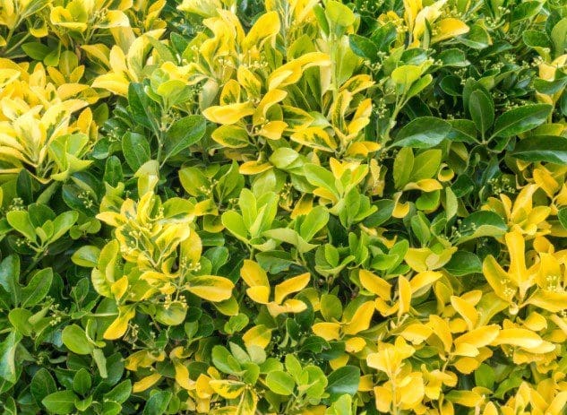 Golden Euonymous Gardenfrontier Golden Euonymous