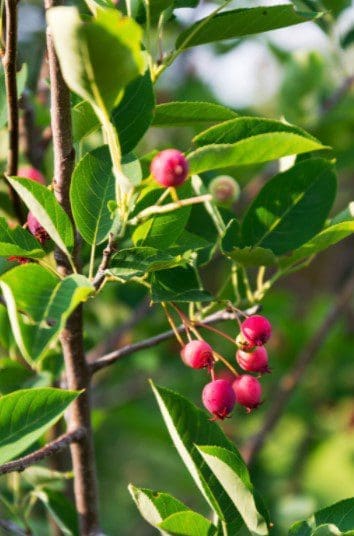 Juneberries Gardenfrontier Juneberries