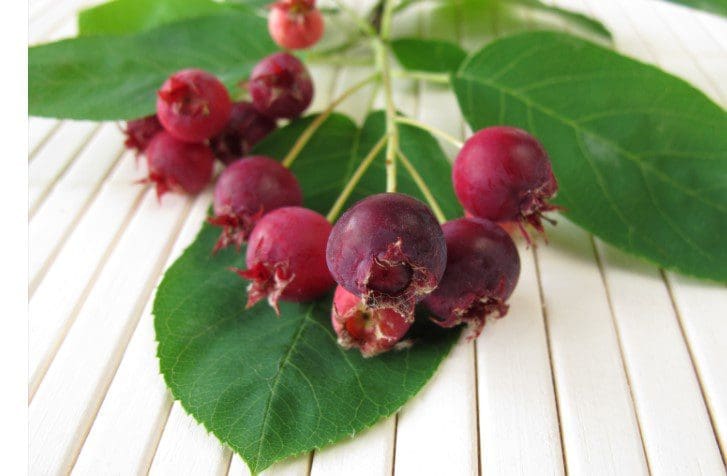 Juneberry Gardenfrontier Juneberry