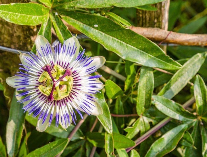 Purple Passion Plant Gardenfrontier Purple Passion Plant