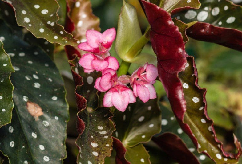 Angel Wing Begonia Gardenfrontier Angel Wing Begonia