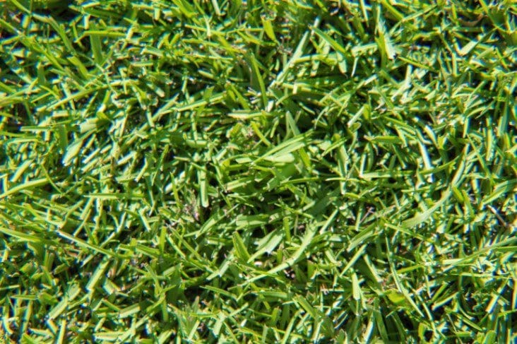 Centipede Grass Gardenfrontier Centipede Grass