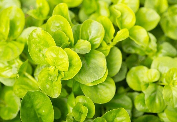 Creeping Jenny Gardenfrontier Creeping Jenny