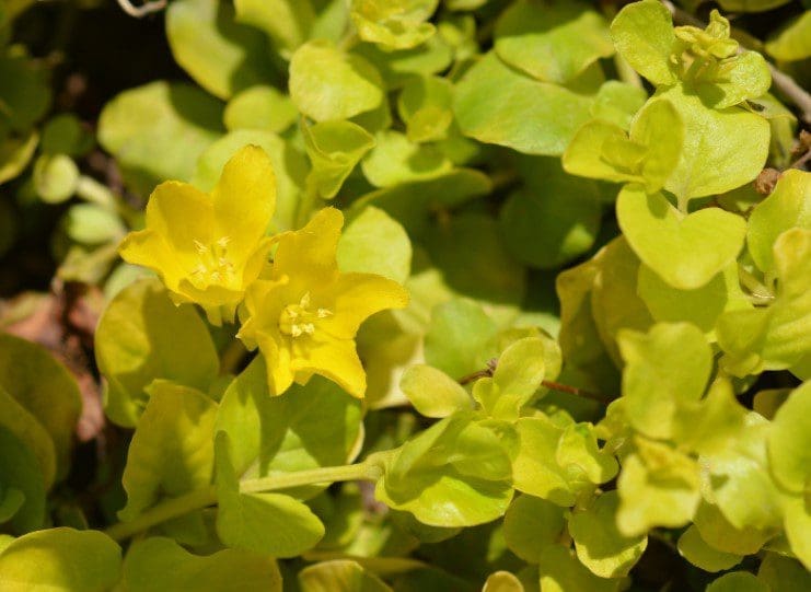 Creeping Jenny Gardenfrontier Creeping Jenny